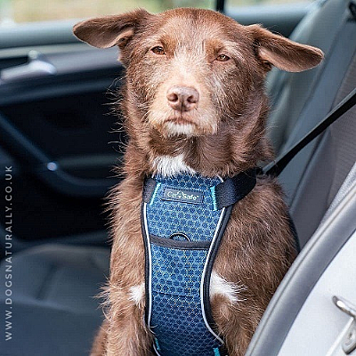 CarSafe Dog Harness Medium (Crash Tested)